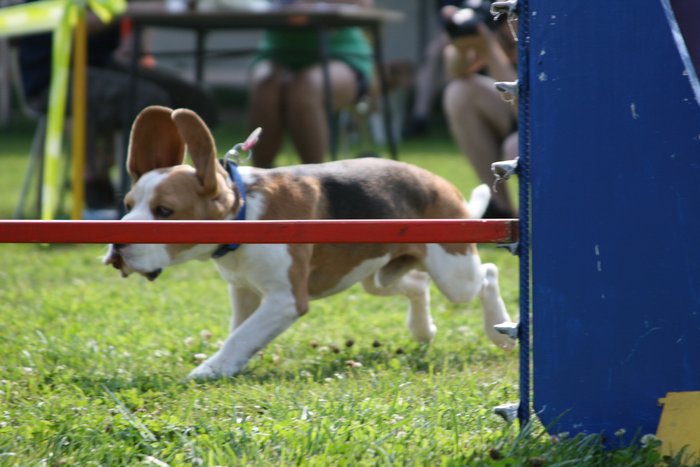 Agility_Chlumec_n.C.4.7.09_005.jpg